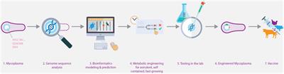 Fast-Growing Engineered Microbes: New Concerns for Gain-of-Function Research?